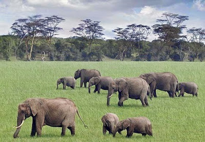 Elefantes en la sabana de Kenia