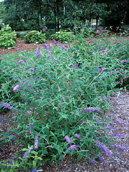 Florez Nursery Buddleia Davidii Empire Blue