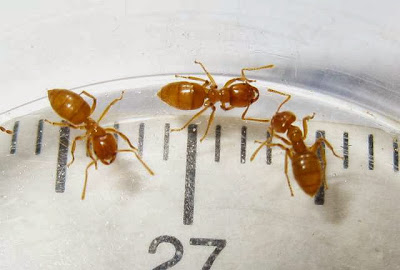 Acropyga ant workers