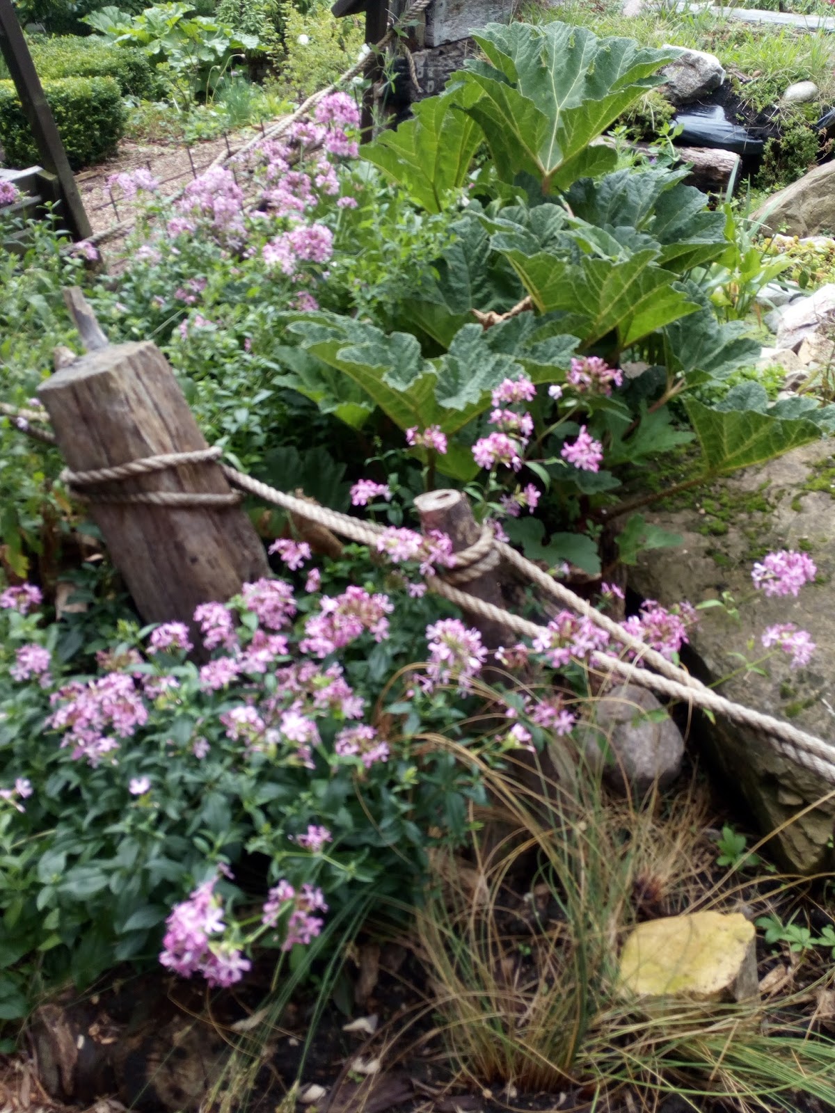 Southern Health Healing Garden 2011