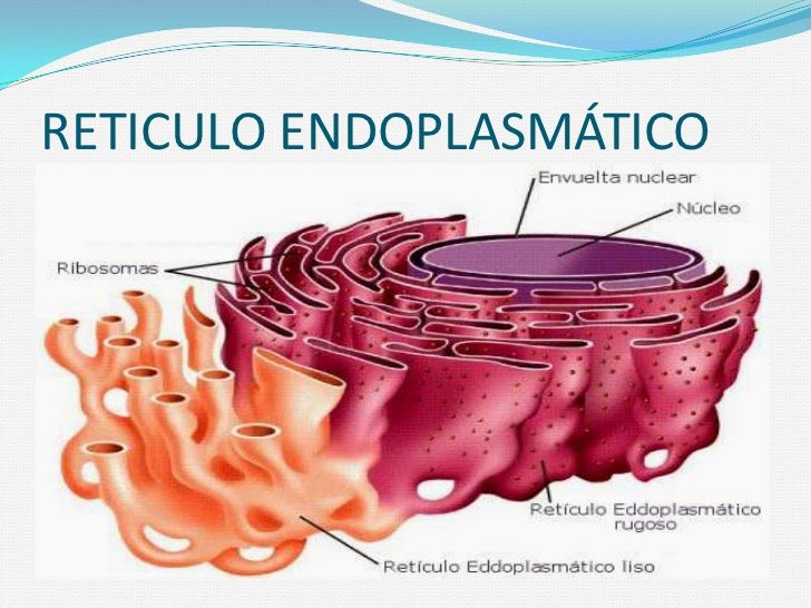 Reticulo endoplasmatico liso y rugoso