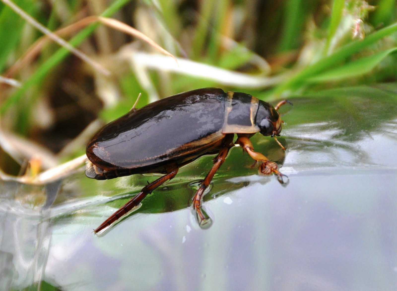плавунец водолюб большой жук. водные жуки. жук плавунец черный. место обитания водолюба. жук большой черный водолюб.