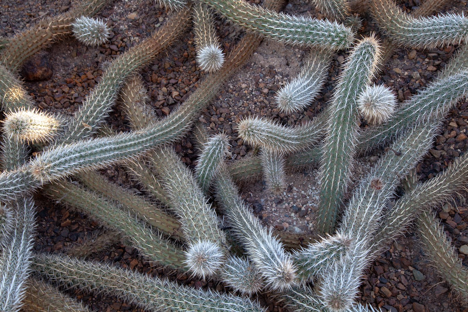 Walking Arizona The Creeping Devil Cactus<script async src=