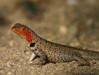 Lava Lizard at Mangle Point, Fernandina, Galapagos