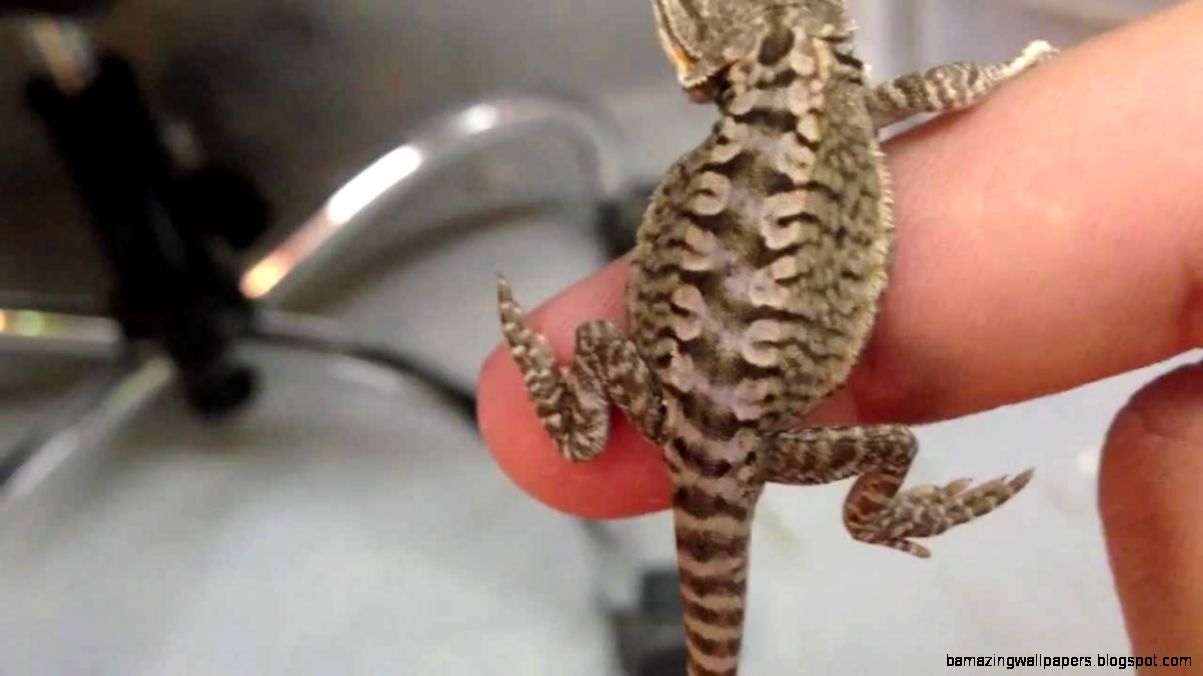 bearded-dragon-for-adoption-3.jpg