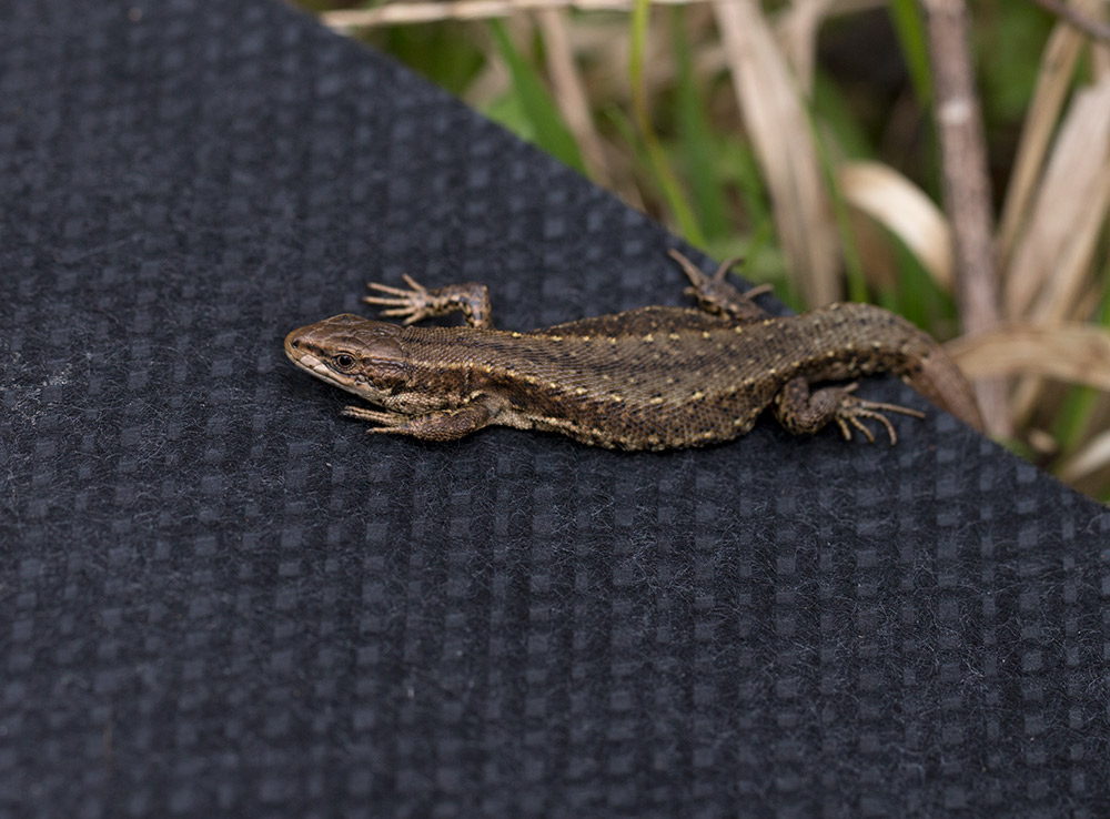 Just Wild Images by Will Bowell Peterborough Reptiles