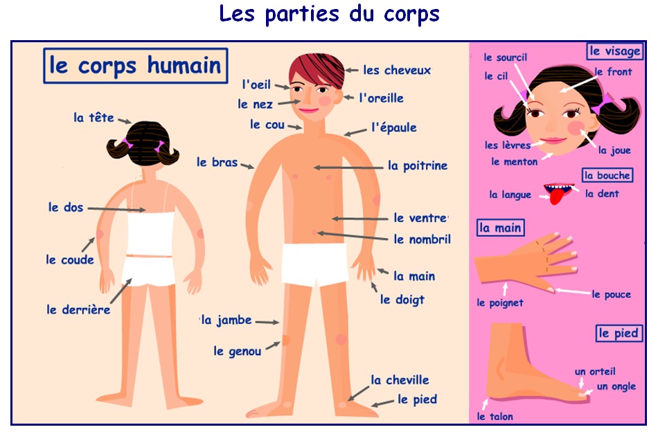 Popular Transparent Human Body-Buy Cheap Transparent Human