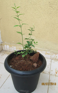 Jasminum molle ( Juhi ) before blooming
