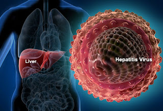 virusul hepatic b