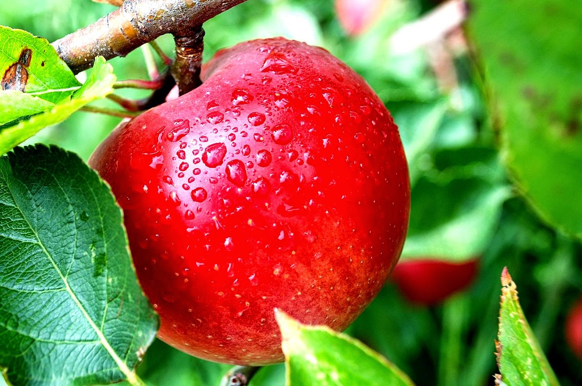 Gambar  Buah  Apel Segar Aku Buah  Sehat