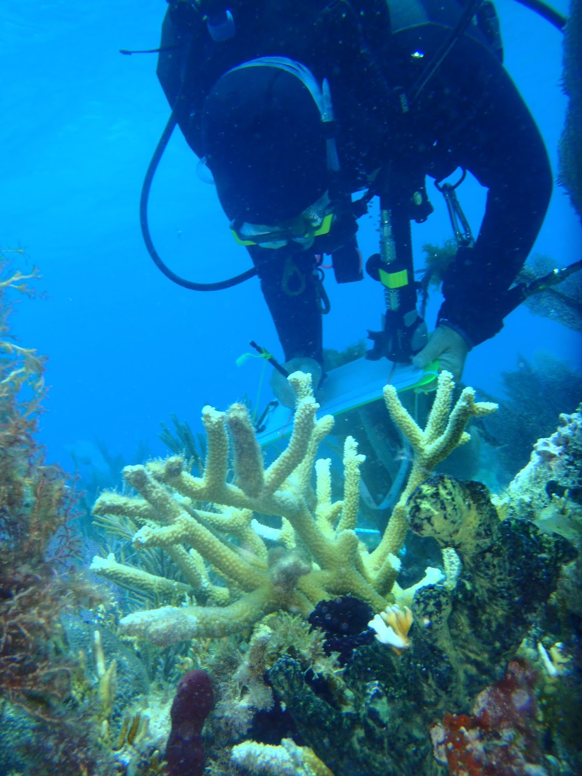 Keys Marine Laboratory Blog AAUS Diver Proficiency