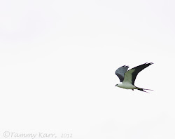 i heart florida birds: Flying Kites