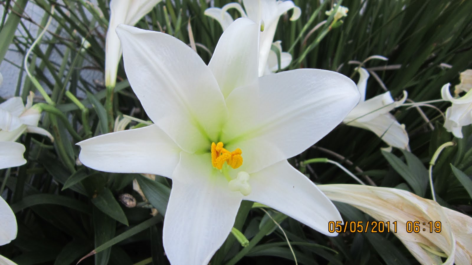 Flowers and Musings Lilies of the Field