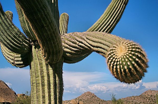 Kwitnący kaktus Dziwny kaktus - w naturze