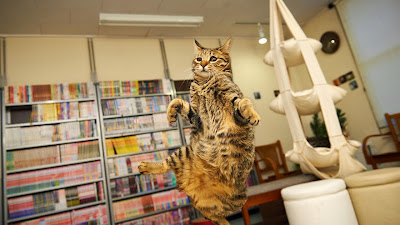 50 Funny Pictures of Cats Jumping