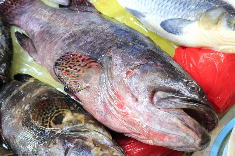 Fresh Grouper Market