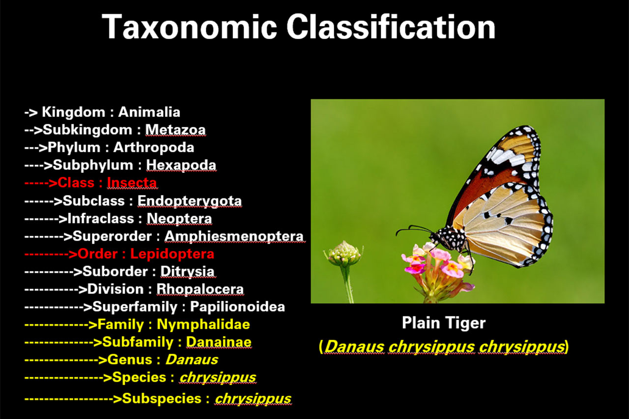 Butterflies of Singapore Taxonomic Classification in Butterflies