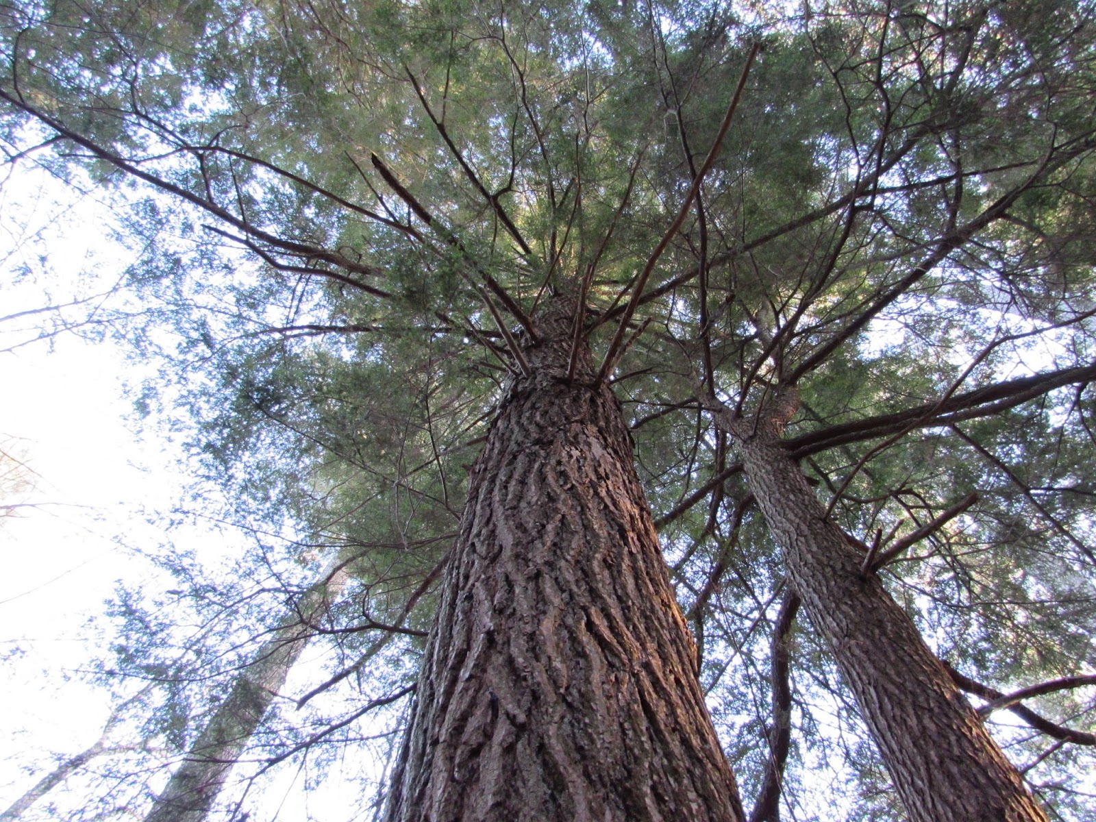 Hearts Content Scenic Area Beautiful Old Growth Forest Allegheny