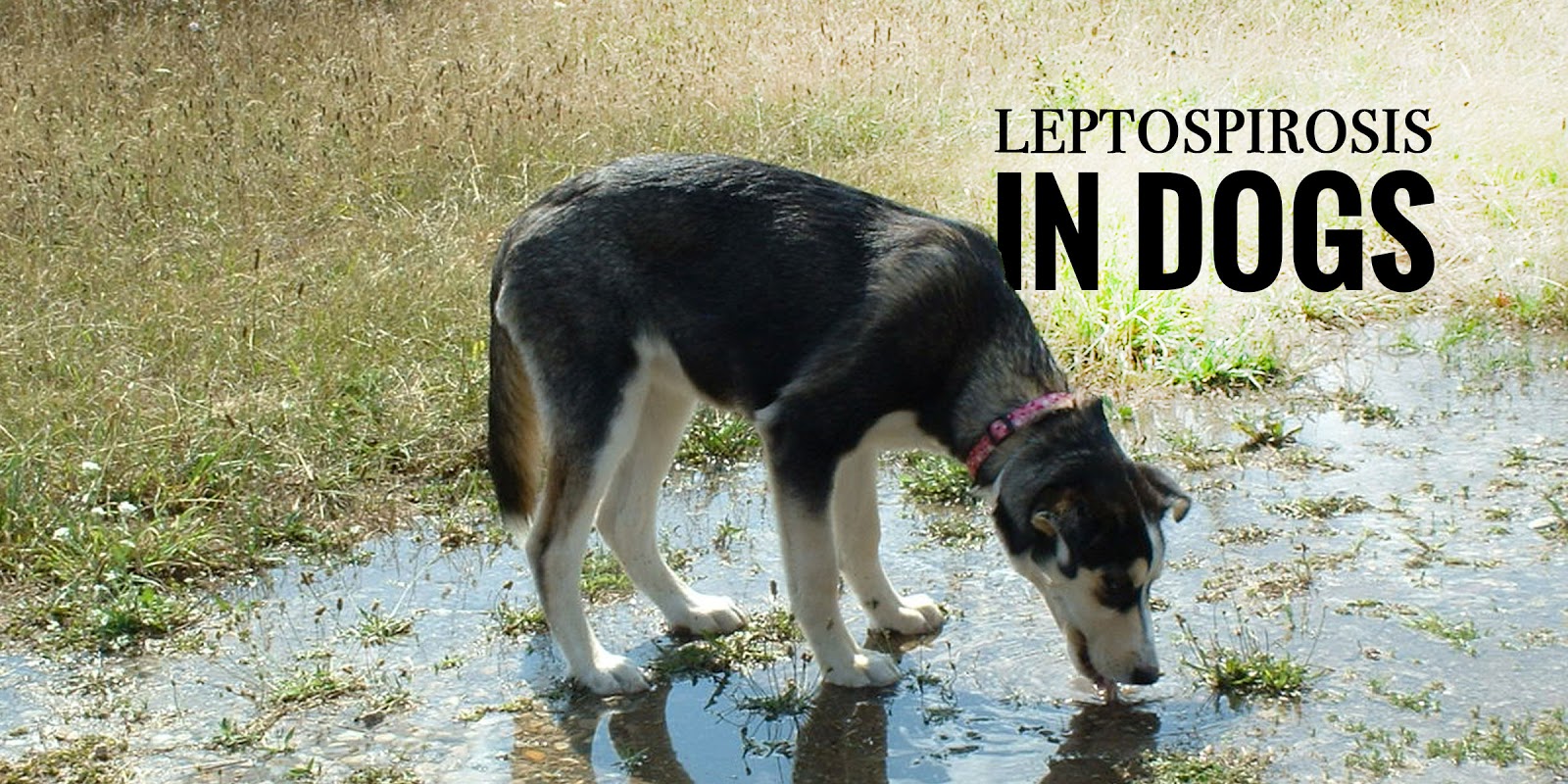 Leptospirosis in dogs