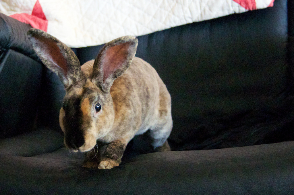 A hermit and his rabbits.