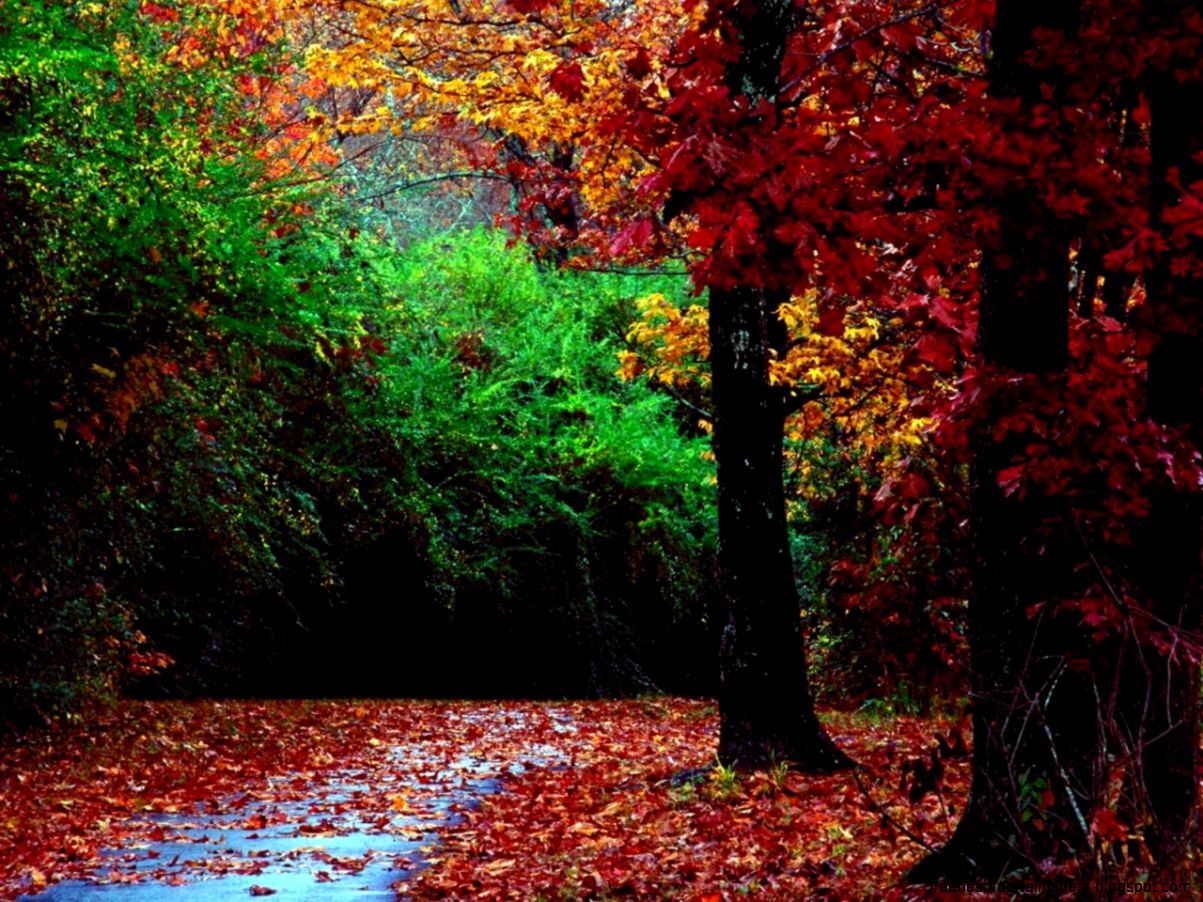 Screensaver Fall Wallpaper Free Best Hd Wallpapers