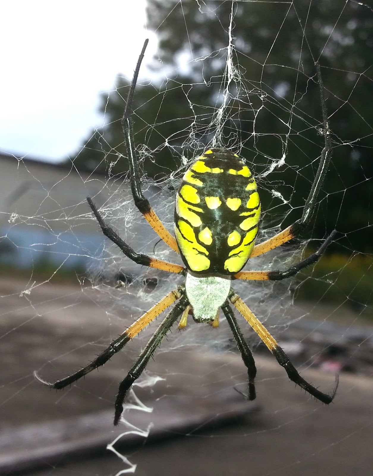 North Georgia Naturalist Yellow Garden Spider Argiope Aurantia 
