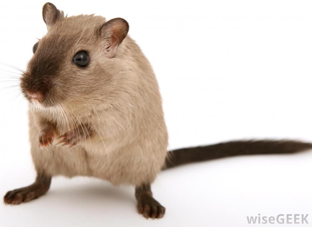 Mundo do Gerbil Esquilo da Mongólia Mundo do Gerbil Esquilo da Mongólia