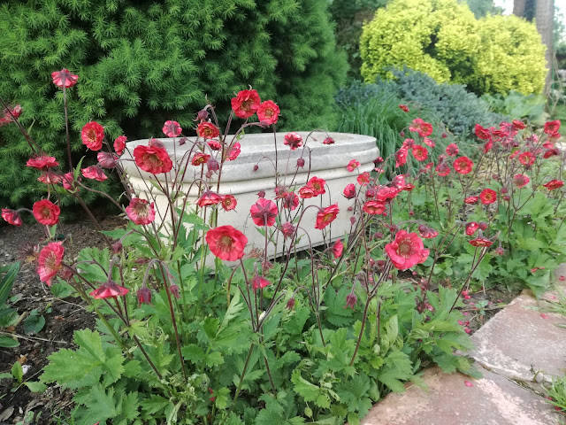 kamienna donica, geum rivale Flames of Passion