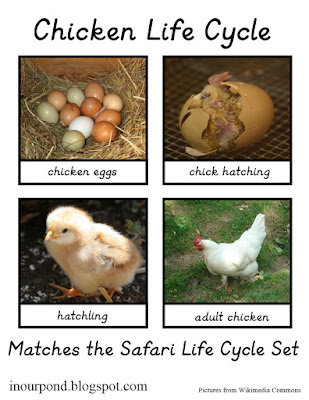 FREE 3-Part Cards for Safari Ltd Chicken Life Cycle Set from In Our Pond