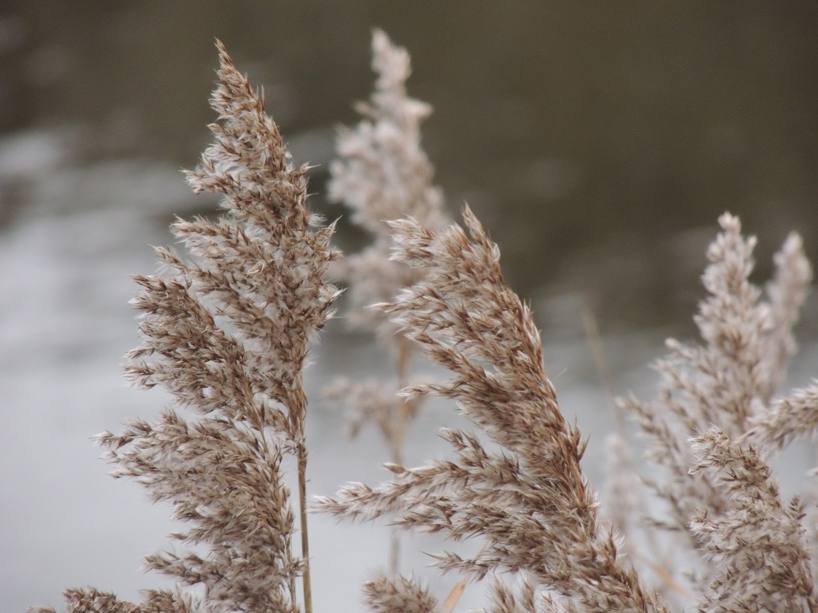 Annes natuurblog: Riet is altijd mooi...