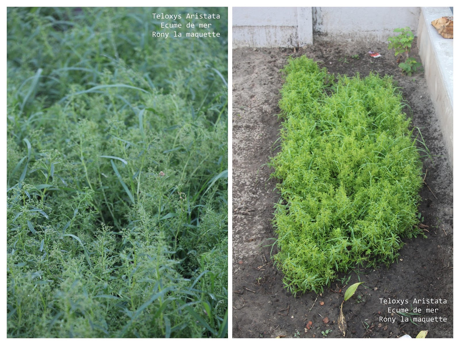 Ou Trouver Du Zeechium Dans La Nature Tuto, Cultiver du Zeechium | Rony La Maquette
