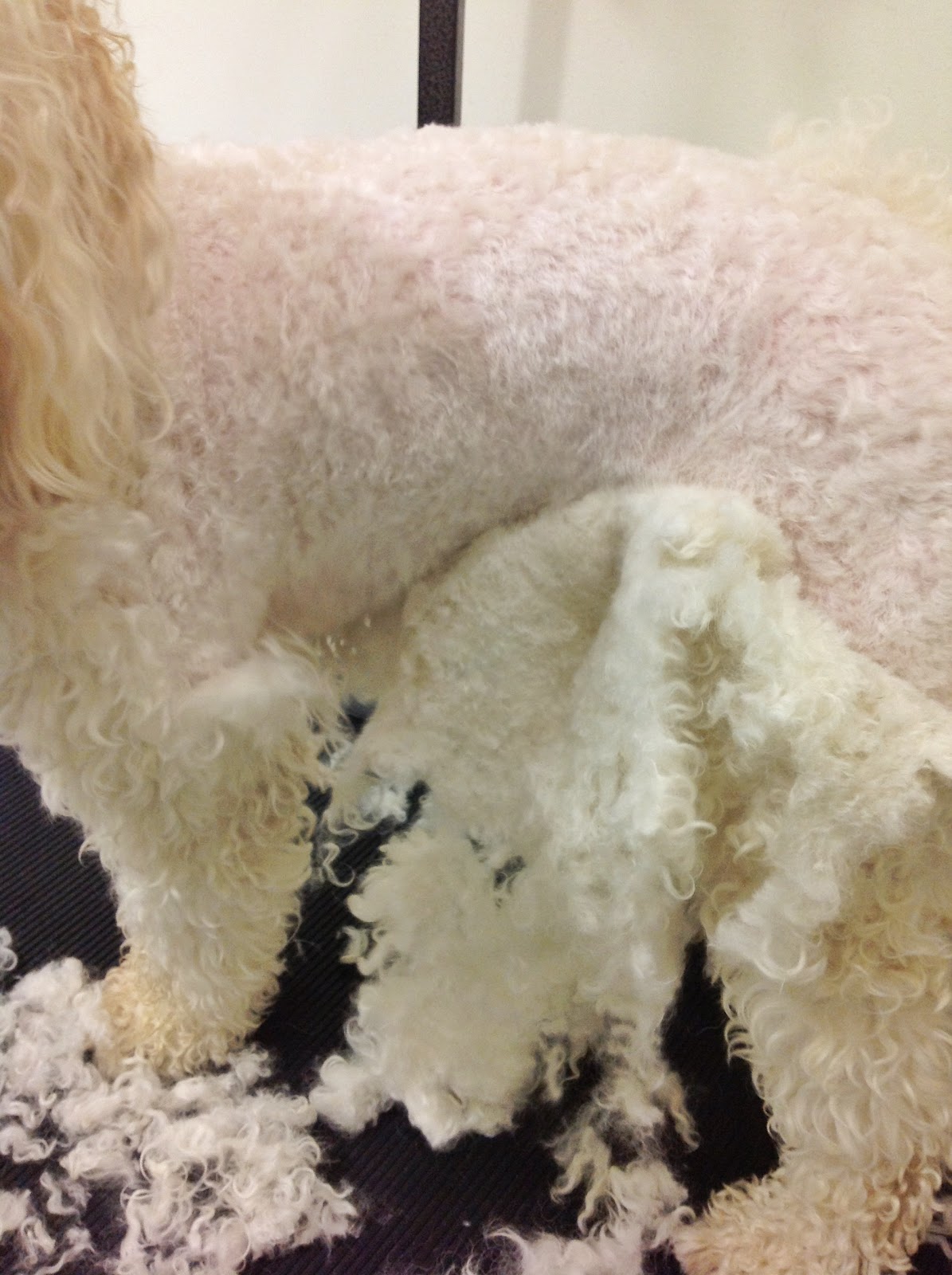 Tails from the grooming table All Matted Up