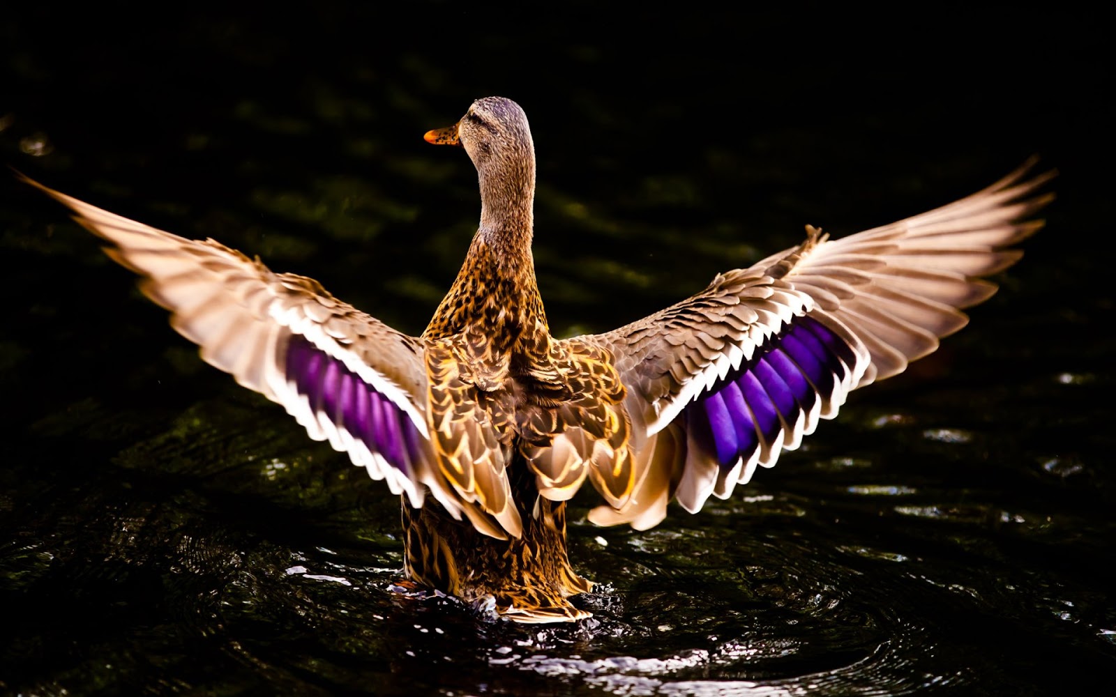 10 Gambar Bebek Cantik Berenang