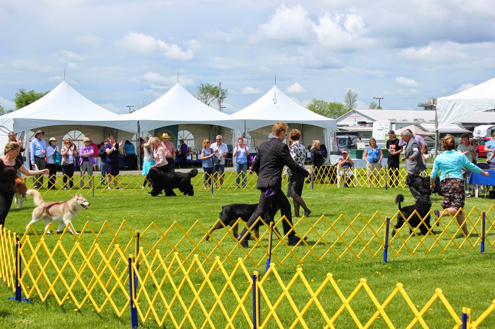 Know Thy Dog More pictures from the Ottawa Kennel Club Spring show!