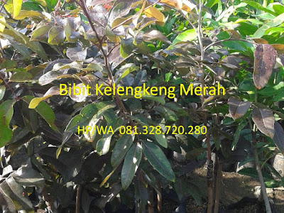Bibit Kelengkeng Merah Bibit Kelengkeng | Bibit Kelengkeng Merah | Bibit Kelengkeng Merah Murah | Harga Bibit Kelengkeng Merah | Jual Bibit Kelengkeng Merah | Bibit Kelengkeng Aroma Durian | Bibit Lengkeng Aroma Durian | Jual Bibit Kelengkeng Aroma Durian | Bibit Kelengkeng Kristal | Bibit Kelengkeng New Kristal | Bibit Kelengkeng Itoh | Bibit Kelengkeng Itoh Super | Bibit Kelengkeng Diamond River