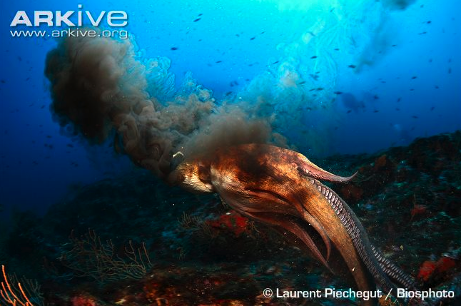 Everything Octopus Octopus Ink What Does It Do 