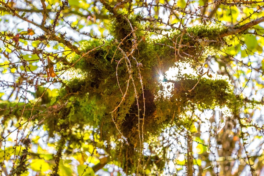 España, Navarra, Pirineo