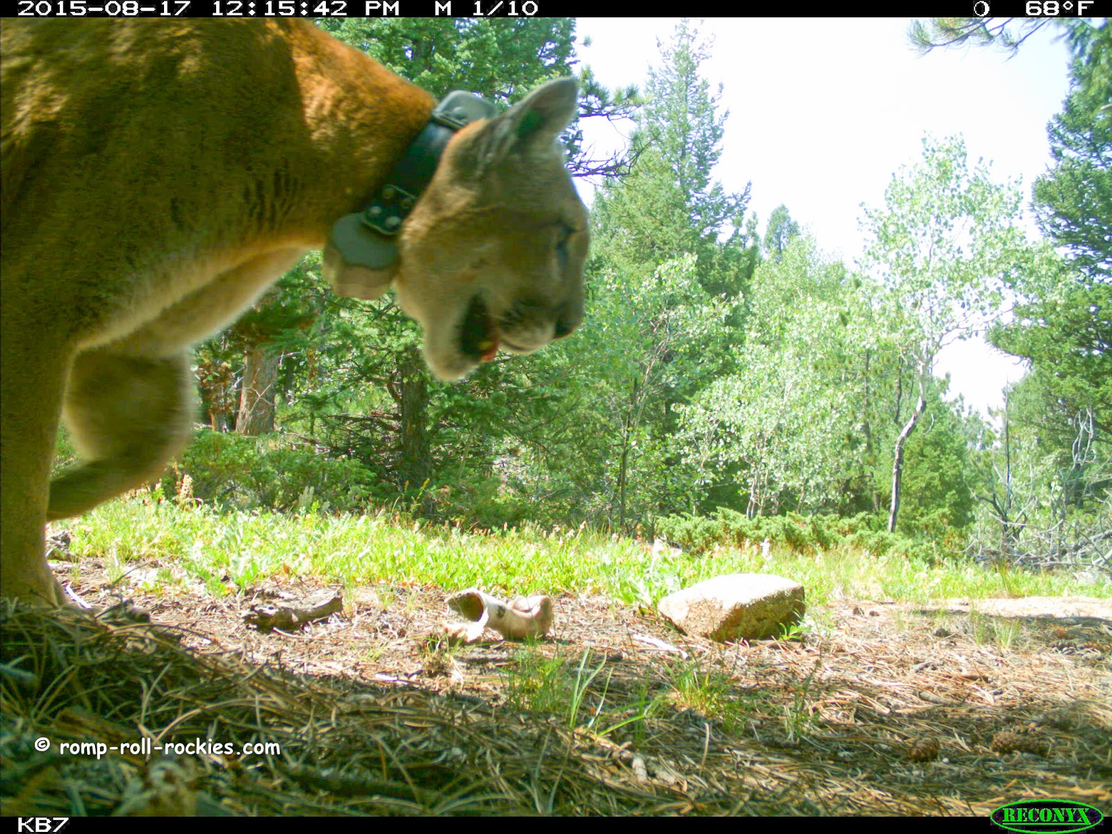 Romping and Rolling in the Rockies National Cat Day My Trail Cam Cat