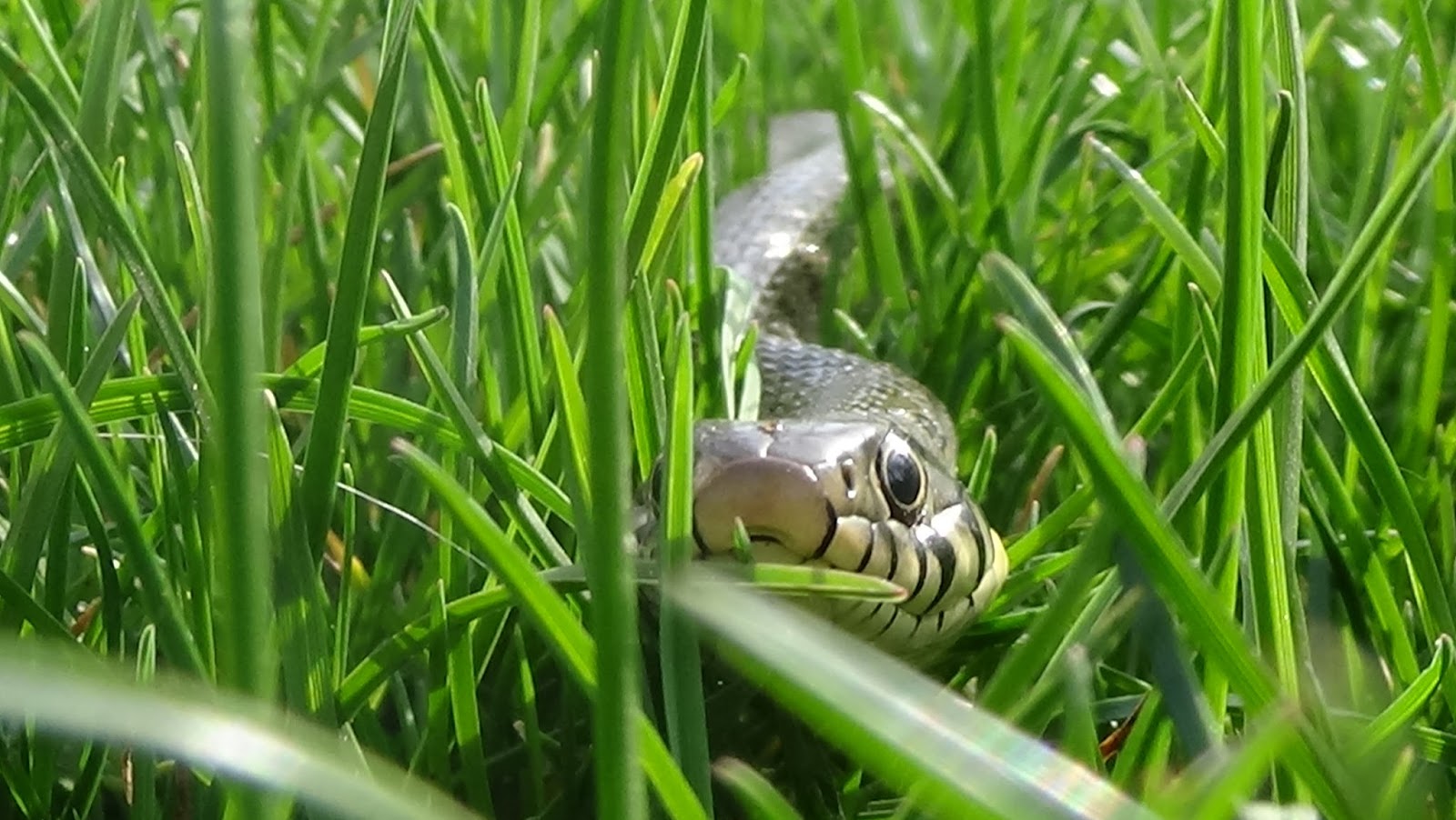 Bucketload of snakes!