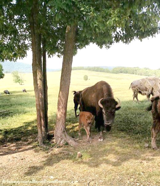 Collection 105+ Pictures lake tobias wildlife park tobias road halifax pa Stunning