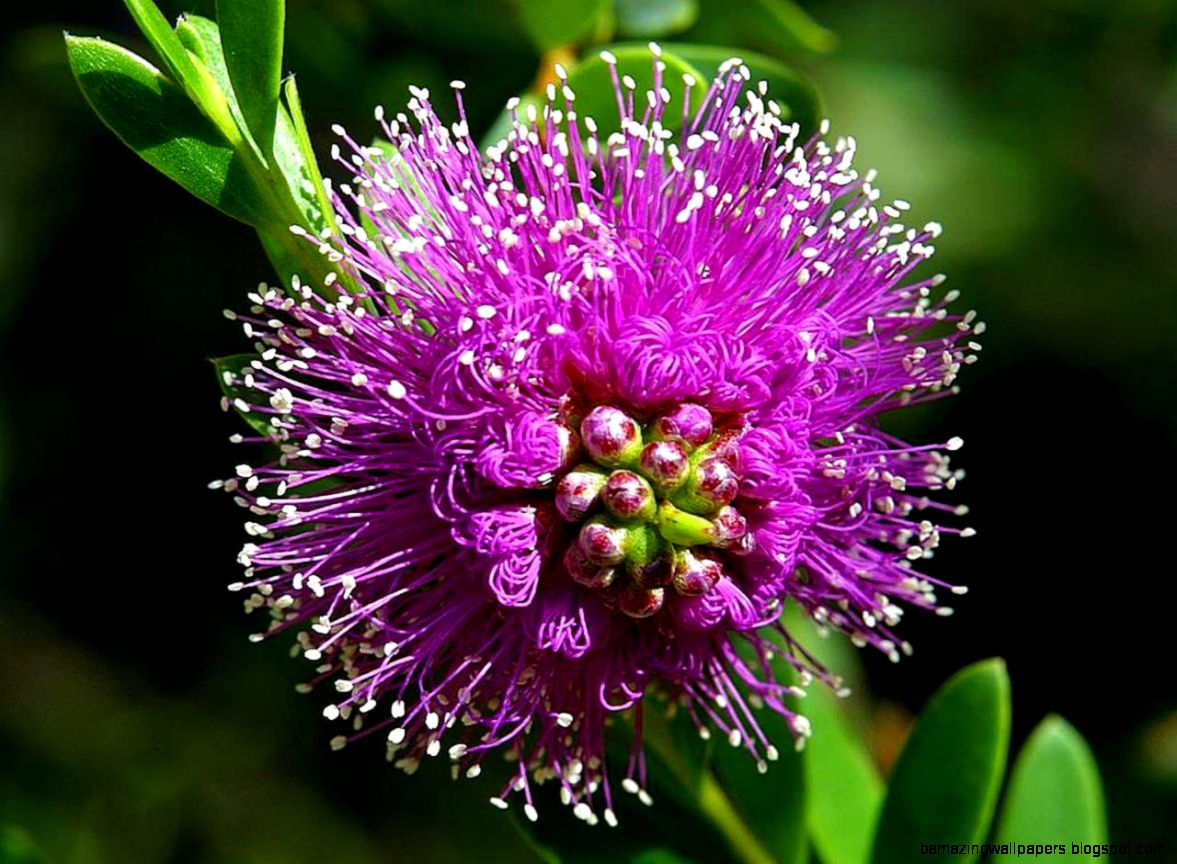 FileBeautiful purple flower   Wikimedia Commons