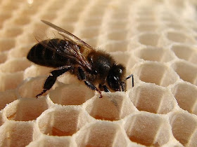 Qué es la cera de abeja y cuándo la producen. – Miel Sabinares del