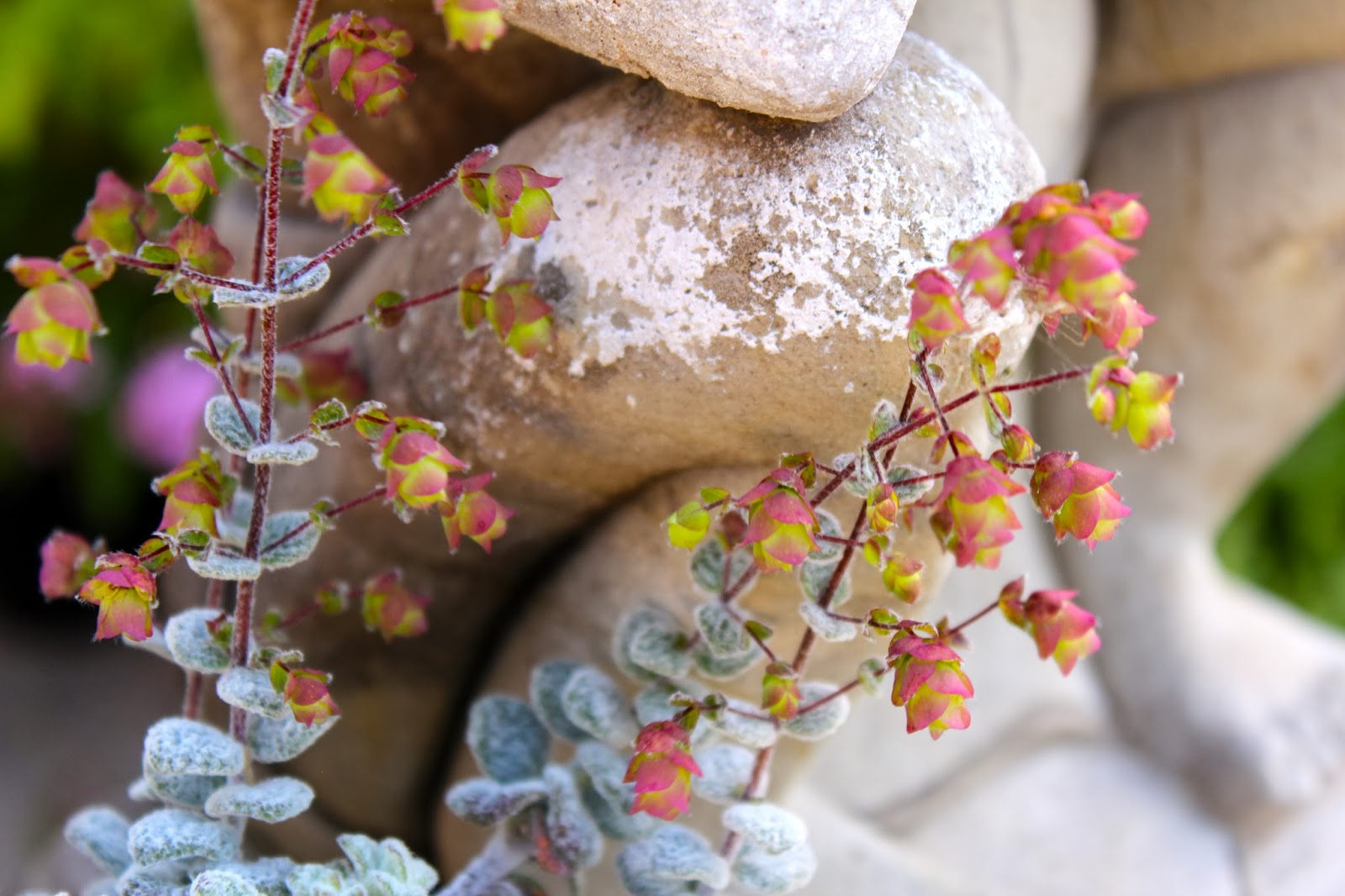 Florez Nursery Origanum dictamnus 'Dittany of Crete'