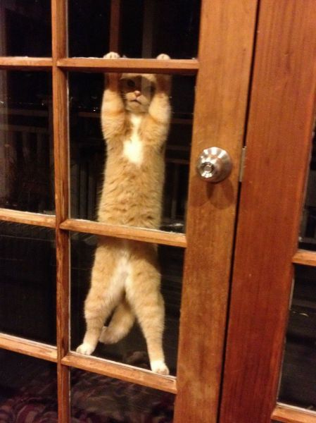 Open the efing door!!1 | Funny Cat Pictures
