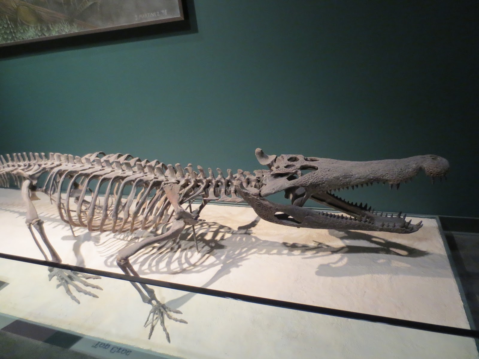 Equatorial Minnesota Fossil Crocs of the Science Museum