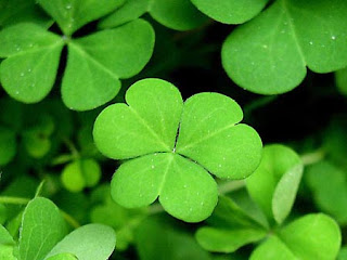 Irlanda Los Tr boles De Tres Y Cuatro Hojas irlanda-los-tr-boles-de-tres-y-cuatro-hojas