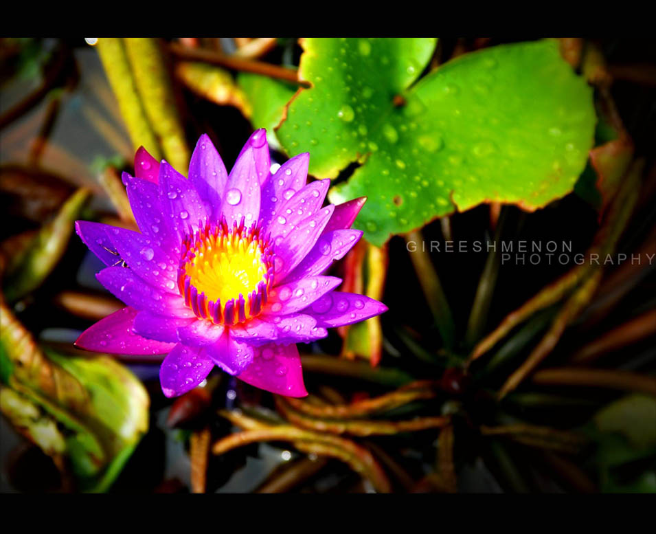 water-lilies-tropical.jpg