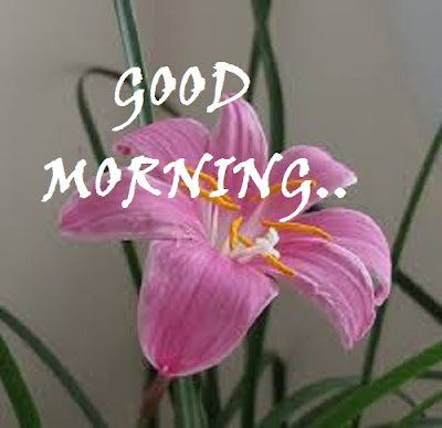 New picsart photo download 2020 for pc windows 7 free Good morning flowers full hd wallpaper download 2020