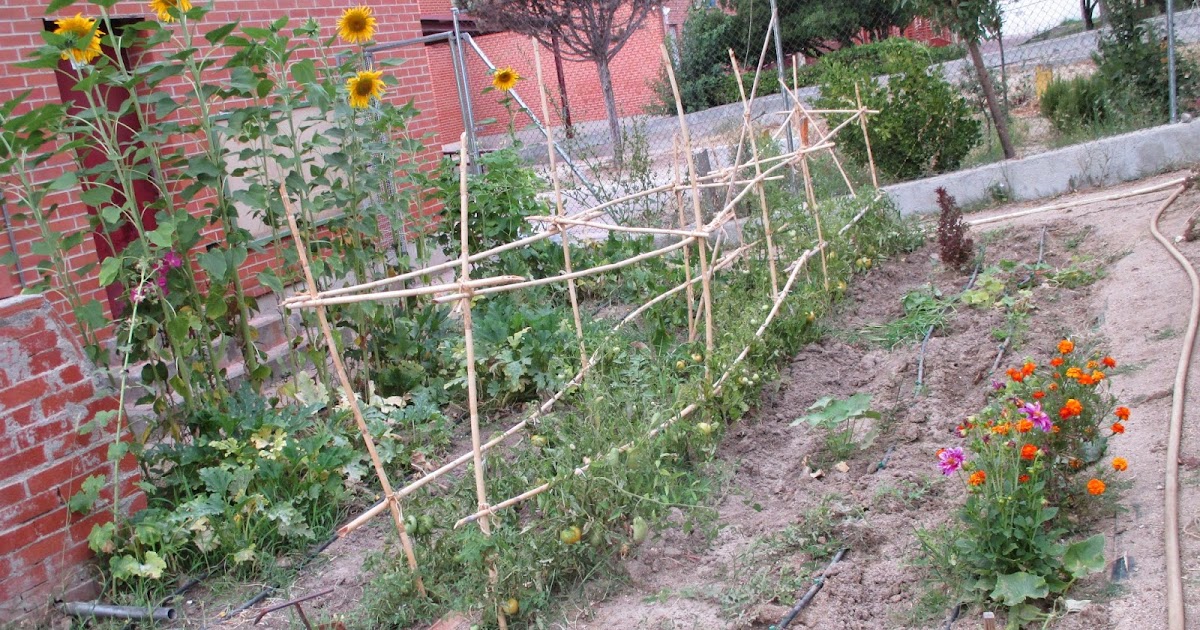 En torno al huerto.: TOMATES EN EL HUERTO