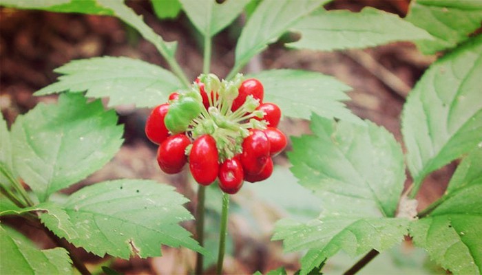 Plantas medicinales